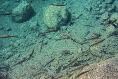 Gölün yüzeyinde küçük balık sürüsü