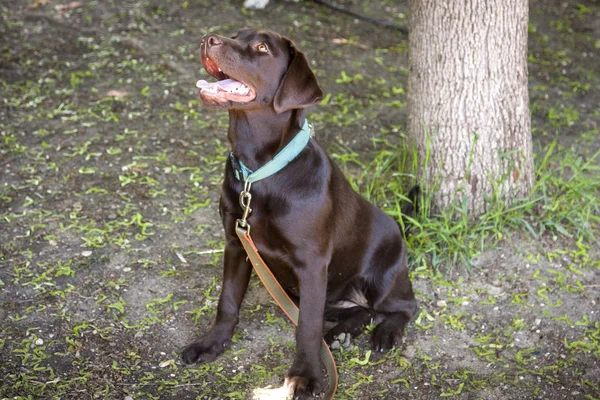 Labrador Köpeği Sahibinin Komutasını Yerine Getiriyor — Stok fotoğraf