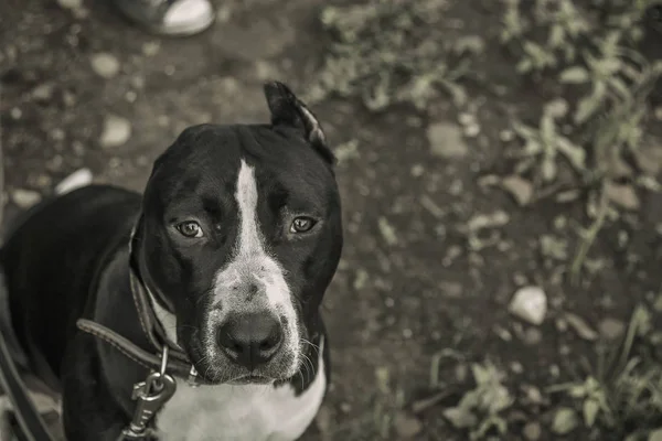 Olhar Triste Terrier Staffordshire — Fotografia de Stock