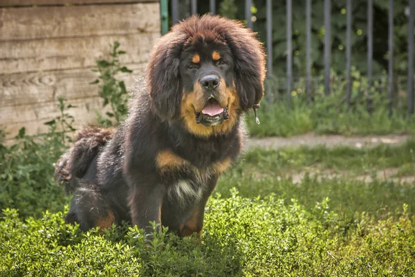 Röd Tibetansk mastiff hund — Stockfotografi © GORLOV 127080404