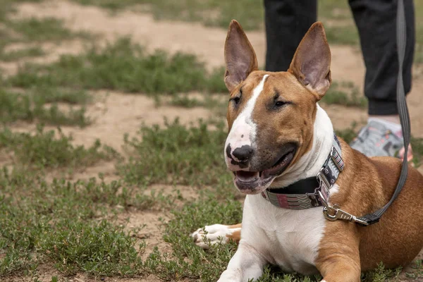Bull Terrier Está Aos Pés Proprietário — Fotografia de Stock