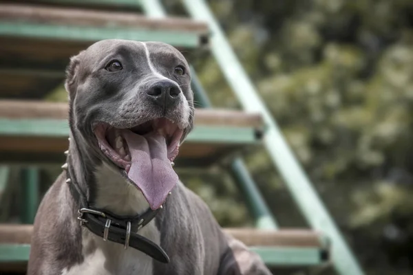Pit Bull Terrier Com Rosto Sorridente — Fotografia de Stock