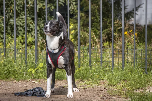 Cão Executa Comando Sit — Fotografia de Stock