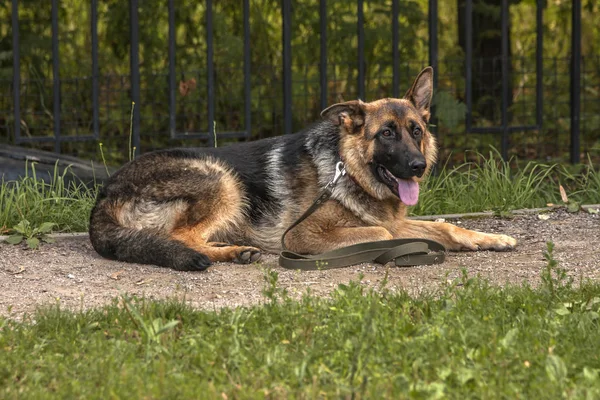 Alman Çoban Köpeği Bir Yatay Komut Çalıştırdı — Stok fotoğraf