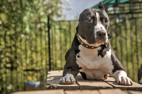 Staffordshire Terrier Está Deitado Chão — Fotografia de Stock