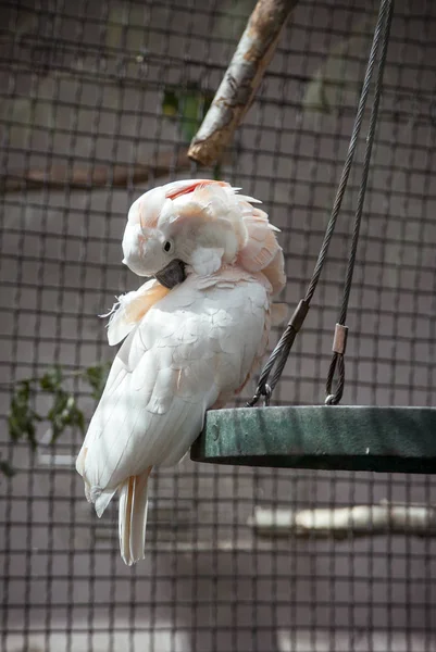 Perroquet Blanc Nettoie Ses Plumes — Photo