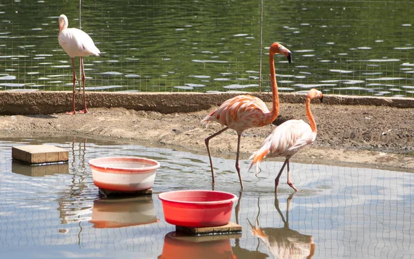 Flamingos Graciosos Passeando Longo Costa — Fotografia de Stock