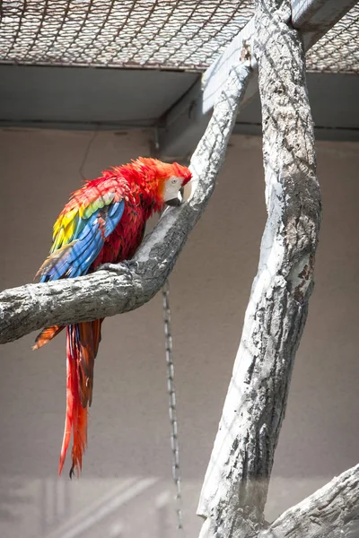 Papagaio Brilhante Senta Ramo — Fotografia de Stock