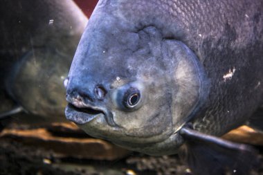 bir akvaryumda balık yüzerler