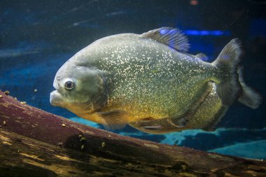 bir akvaryumda balık yüzerler