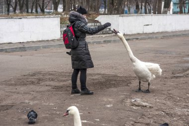 Kız kuğuya elini uzatır.