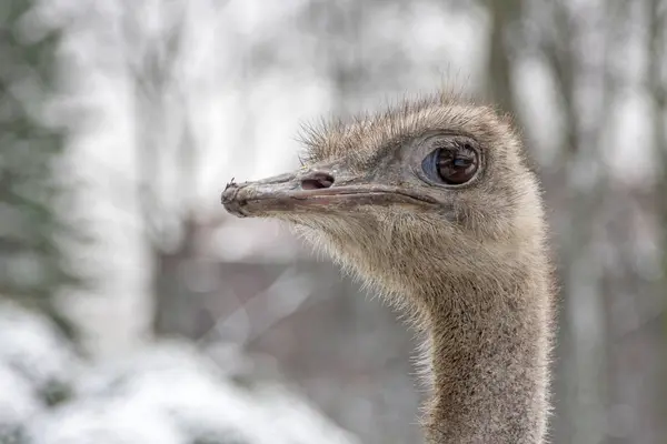 Cabeça Avestruz Zoológico Kaliningrado — Fotografia de Stock