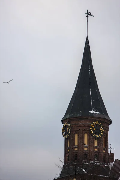 Burung Camar Terbang Dekat Menara — Stok Foto