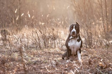 Bir köpek ışıkla aydınlatılmış bir açıklığa oturur ve kameraya bakar.
