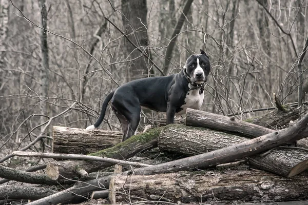 Köpek Ormandaki Devrilmiş Ağaçların Üzerinde Duruyor — Stok fotoğraf