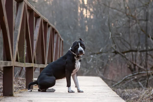 Parktaki Bir Köprüde Oturan Siyah Beyaz Köpek — Stok fotoğraf