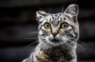 Gri kedi alışılmadık bir bakışla görünüyor.