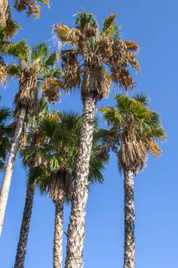 Mavi gökyüzüne uzanan palmiye ağaçları