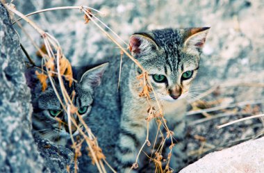 Yeşil gözlü bir kedi taşların üzerinde oturuyor.