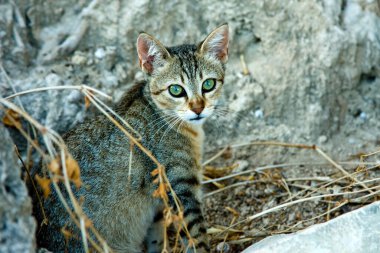 Yeşil gözlü bir kedi taşların üzerinde oturuyor.