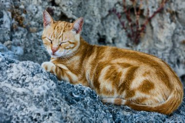 Kırmızı tekir kedi gözleri kapalı bir taşın üzerinde yatıyor.