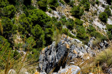 Ormanın arka planında çimen olan taşlar ve kayalar.