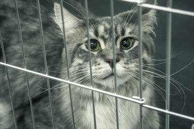 Gri kedi oturur ve kendi gözleriyle bakar..