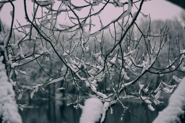 Karlı ağaçlarla çevrili donmuş nehir.