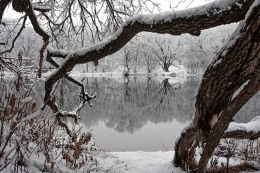 Karlı ağaçlarla çevrili donmuş nehir.