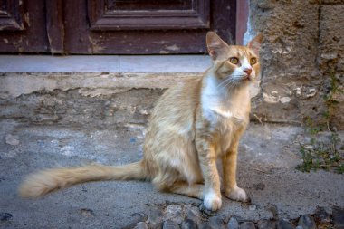 Kedi duvarın arkasında bir şehir caddesinde oturuyor.