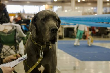 Büyük ve ciddi bir köpek kameraya bakıyor.