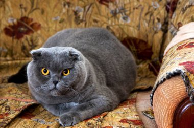 Sarı gözlü, büyük ve kızgın gri kedi.