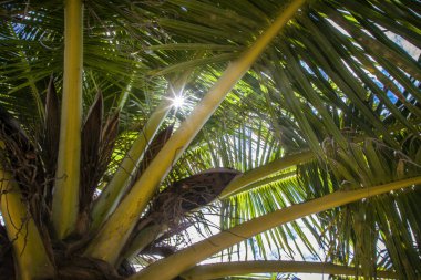 Palmiye ağaçları ve Andaman Denizi 'nin mağara kıyıları