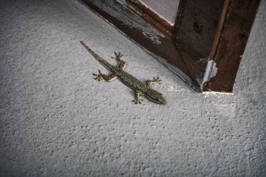 Kertenkele duvarda oturuyor.