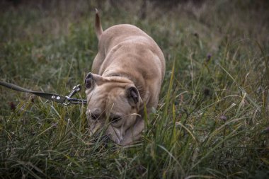 Korkmuş suratlı bir teriyer.