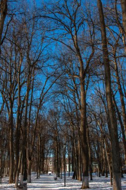 Kış ve kar parkı eski ağaçlarla dolu