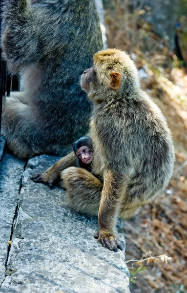 Monyet Kecil Duduk Atas Batu Parapet Terhadap Latar Belakang Bumi — Stok Foto