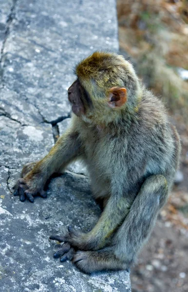 Monyet Kecil Duduk Atas Sebuah Tembok Batu — Stok Foto