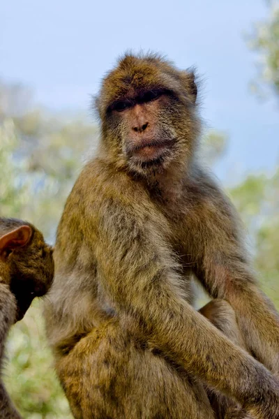 Monyet Duduk Dan Melihat Latar Belakang Hutan Hijau — Stok Foto