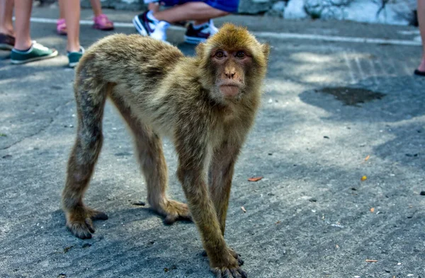 Monyet Pemarah Terlihat Berdiri Tanah — Stok Foto