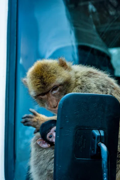 Kera Itu Melihat Cermin Dan Anak Beruang Itu Menatap Fotografer — Stok Foto