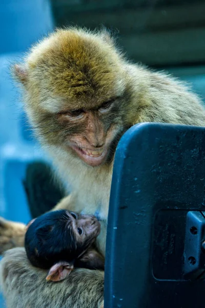 Seekor Monyet Memegang Anak Macan Tutul Dan Bercermin — Stok Foto