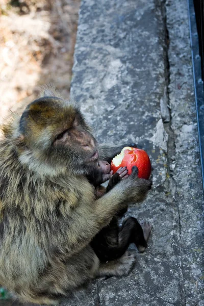 Monyet Kurang Ajar Duduk Dan Makan Apel Merah — Stok Foto