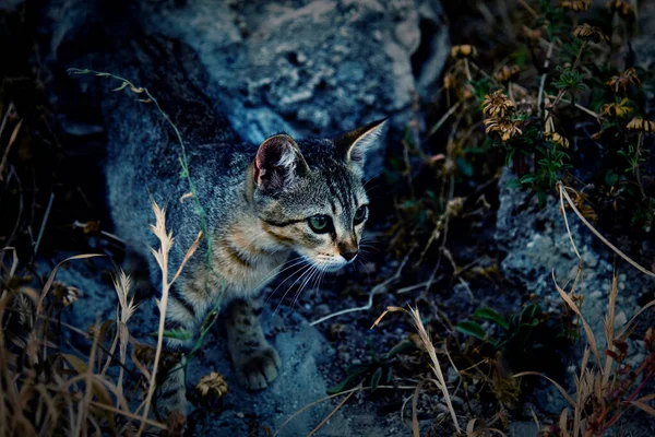 Meraklı Kedi Çim Taşlardan Dikizler — Stok fotoğraf