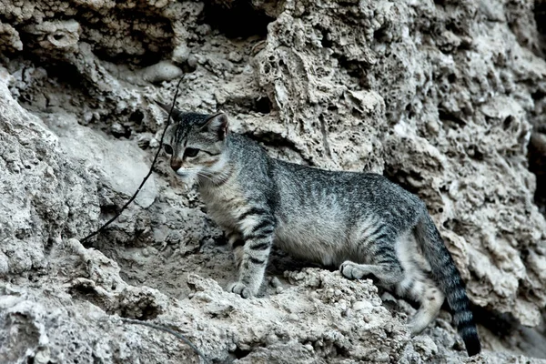 Кот Внимательно Смотрит Стоя Серой Горе — стоковое фото