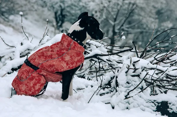 Dog Red Jacket Enjoys Winter Landscapes — Stock Photo, Image