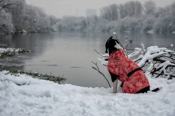 Dog Red Jacket Sits Riverbank Snowy Park — Stock Photo, Image