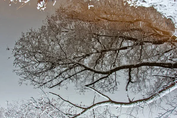 Ungefrorener Fluss Umgeben Von Schneebedeckten Bäumen — Stockfoto