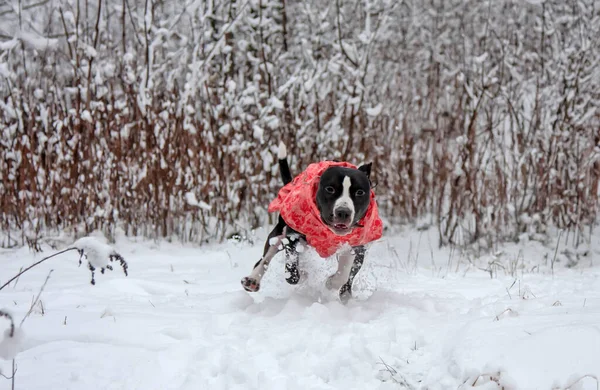 赤いジャケットの幸せな犬は雪の中で喜びます — ストック写真