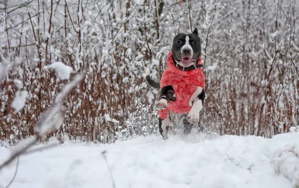 Glücklicher Hund Roter Jacke Freut Sich Schnee — Stockfoto